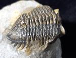 Coltraneia oufatensis MORZADEC 2001 - Bild © FossNet FossilienStore